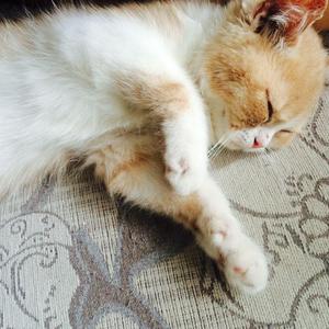 美国BBBBBBBBB毛毛
